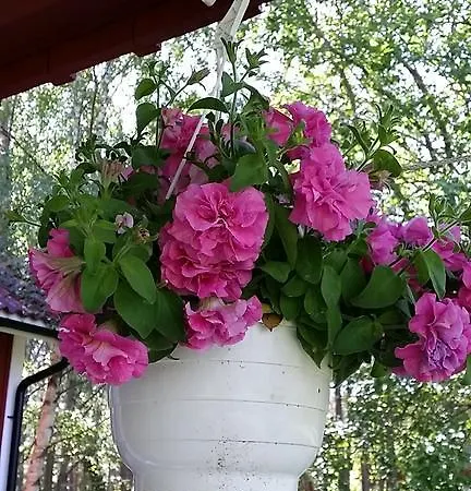 Norroe Village * Bamböle